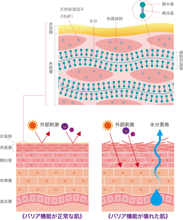 皮膚のバリア機能