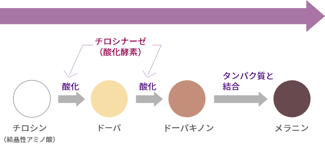 メラニンの生成過程