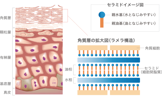 セラミドの図